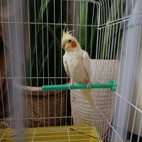 جوجه عروس هلندی لوتینو نر|پرنده|بیرجند, |دیوار