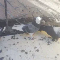 سبز پلنگ نر گنبکی