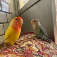 جفت کوتوله برزیلی