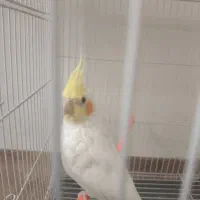 عروس هلندی لوتینو