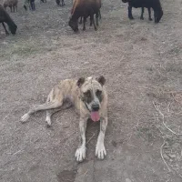 سگ گمشده|سگ|گرگان, |دیوار