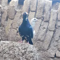 نرماده پلنگ|پرنده|کرمان, |دیوار