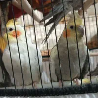 عروس هلندی|پرنده|سهند, |دیوار