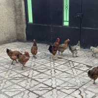 هفت عدد مرغ تخم گذار