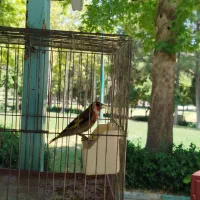 سهره عینکی