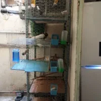 جفت کن کبوتر کفتر