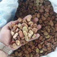 باقلا.باقلی|عمده‌فروشی|فاضل آباد, |دیوار