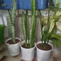 گل و گیاه|گل و گیاه طبیعی|بروجن, |دیوار