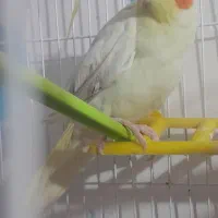 یک عدد عروس هلندی تعویض نر تعویض با ماده