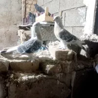 کبوتر ترکیه ای