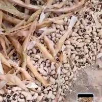 فروش|عمده‌فروشی|کرخه, |دیوار