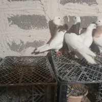 کبوتر|پرنده|پلدختر, |دیوار
