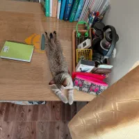 واگذاری گربه دی اس اچ|گربه|کرج, فاز ۳ مهرشهر|دیوار