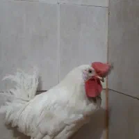 خروس سرحال|حیوانات مزرعه|قم, نخودی|دیوار