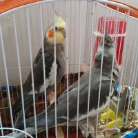 پرنده عروس