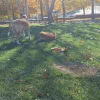 سگ پامر و خراسانی|سگ|پاکدشت, پاکدشت (مامازند)|دیوار