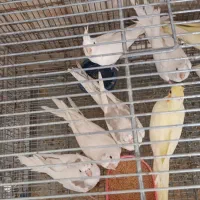 فروش عروس هلندی،برزیلی،قناری مستقیم از سالن پرورش|پرنده|صحنه, |دیوار