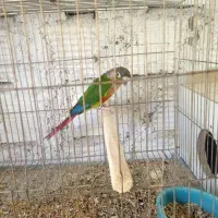 گرینچیک  یلوساید نر بالغ و آماده جفت