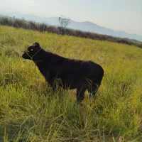 فروش چهار راس گوساله ماده|حیوانات مزرعه|شلمان, |دیوار