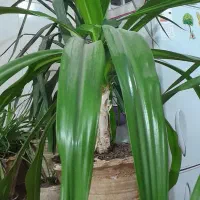 گلدان های زیبا|گل و گیاه طبیعی|حمیدیا, |دیوار