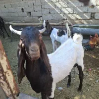 فروش سه راس بز نر پاکستانی|حیوانات مزرعه|طسوج, |دیوار