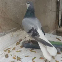 ۲ تا نر دمگیر مست مست|پرنده|خمینی‌شهر, |دیوار