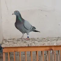 کبوتر مسافتی