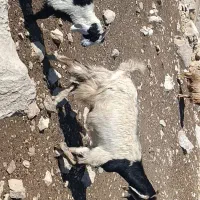 3بزو4بزغاله بزرگ|حیوانات مزرعه|پلدختر, |دیوار