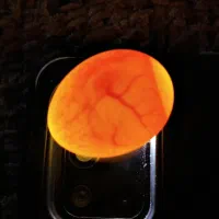 تخم نطفه دار البینو چشم شرابی