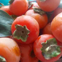 خرمالو ارگانیگ تازه