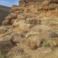 کلش گندم