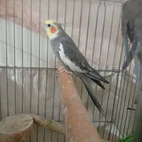 عروس هلندی. جفت|پرنده|رباطکریم, رباطکریم|دیوار