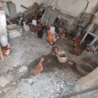 مرغ محلی به قیمت تعداد بالا درخدمتیم