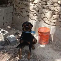 رتوایلر نر نگهبان