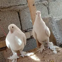 کبوتر نقش