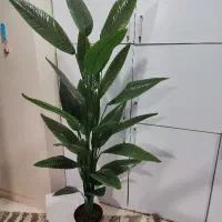 گلها و درختچه های مصنوعی|گل مصنوعی|رباطکریم, رباطکریم|دیوار