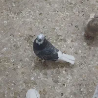 کبوتر ماده|پرنده|سبزوار, فرهنگیان|دیوار