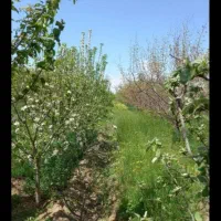فروش-قطعه-باغ-در-یکان