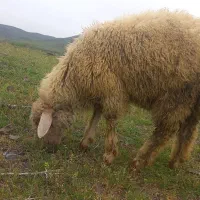 بره|حیوانات مزرعه|ارشق, |دیوار