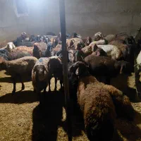 گوسفند فروشی