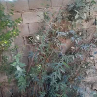 درخت بید برگ پهن|گل و گیاه طبیعی|اندیکا, |دیوار