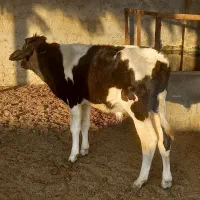 گاونر هلشتایین