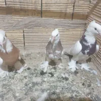 سه جفت طوقی با جوجه هاشون|پرنده|قم, شاه ابراهیم|دیوار