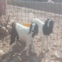 کهره ماده
