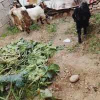 چپش مس چهارتا نر|حیوانات مزرعه|اندیمشک, |دیوار