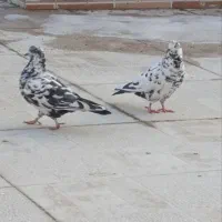 کفتر|پرنده|تربت‌حیدریه, مظفریه|دیوار