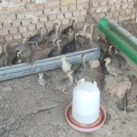 بوقلمون ماده و جوجه بوقلمون