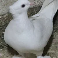 سفید کاکلی پاپر|پرنده|پاکدشت, پاکدشت (مامازند)|دیوار