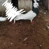 دو جفت طوقی