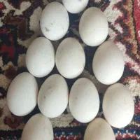 تخم قو غاز محلی